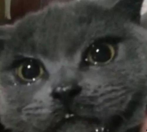 黑料吃瓜网在线观看喵小吉,黑料吃瓜网独家揭秘，带你领略网络红人的真实生活